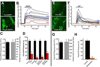 Synaptic Components, Function and Modulation Characterized by GCaMP6f Ca2+ Imaging in Mouse Cholinergic Myenteric Ganglion Neurons